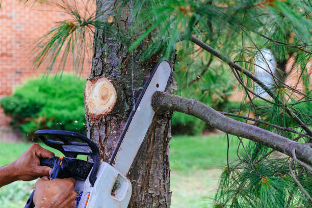 Best Hazardous Tree Removal  in San Rlos, CA